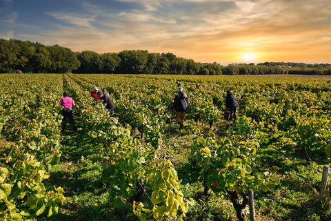 Harvest in the Saint Vincent vineyards - Michel Delhommeau
