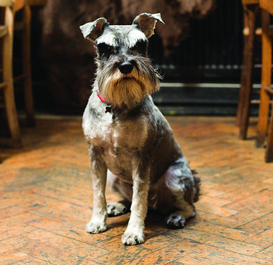 Dogs welcome, Horse and Groom Village Inn, Cotswolds Pub