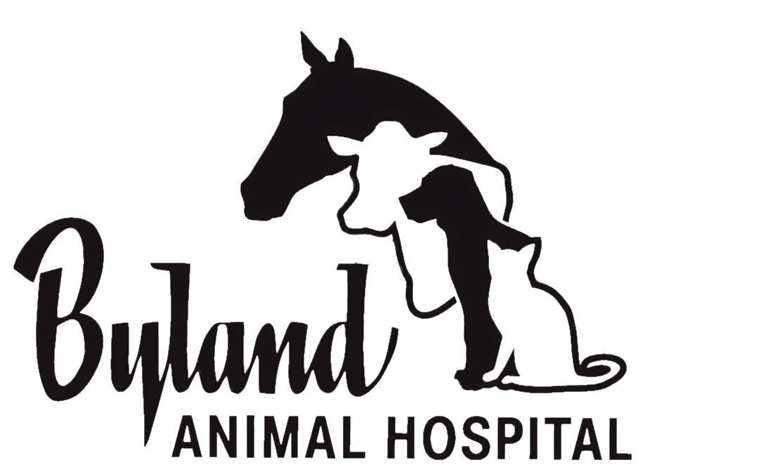 Veterinarian | Byland Animal Hospital | Loudonville Veterinarian | Byland Animal Hospital | Loudonville