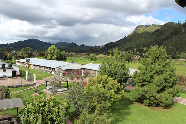 Granja Huevos de La Sabana, venta de huevos, huevos orgánicos, Bogotá