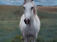 A healing journey for a traumatised horse called Casper