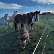 Ted The Donkey Meets The Drafts