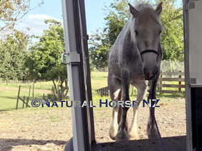 Stress Free Float Training For Your Horse