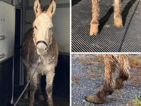 Poor Blossom The Donkey-She Had And Awful Life Before Her Rescue