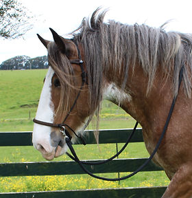 Helping Horses To Feel Safe | Natural Horse NZ