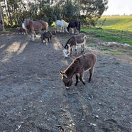 Horses, Donkey's and Ponies