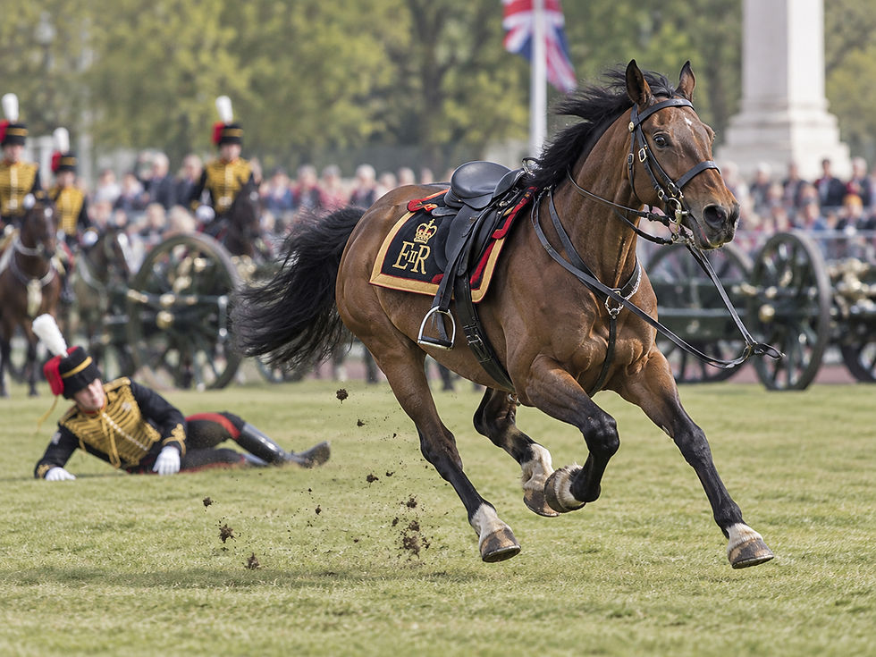 🐴Do Bits Control Horses?