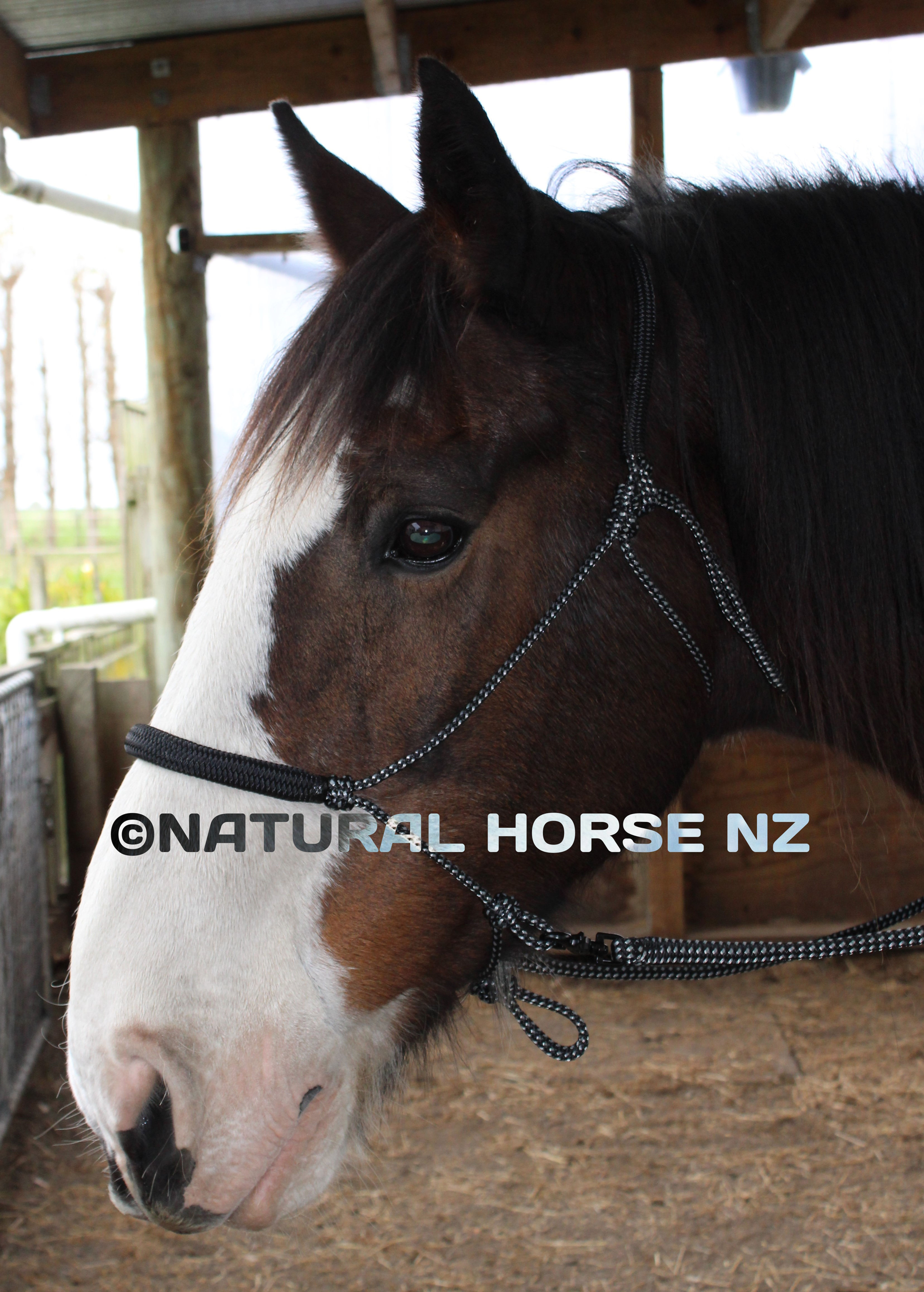 Groundwork and Horse Riding Halter Plus Mediumweight Rope Reins