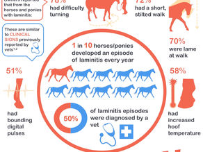Laminitis Approved Diets. What To Feed And What Not To Feed!