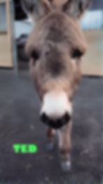 Ted, our wee mini donkey has now recovered well from being gelded