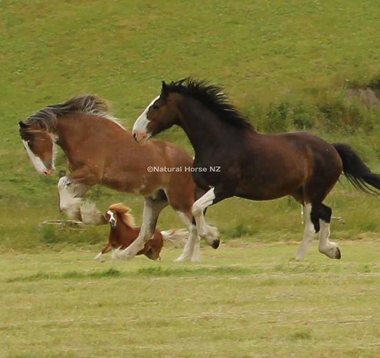 Happy Healthy Horses at Natural Horse NZ Sanctuary