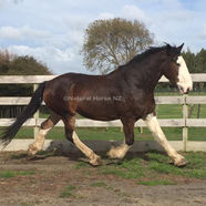 Shire Horse Cross Called Otto Loving Playing At Liberty