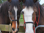 Bitless Bridle Series For Horses
