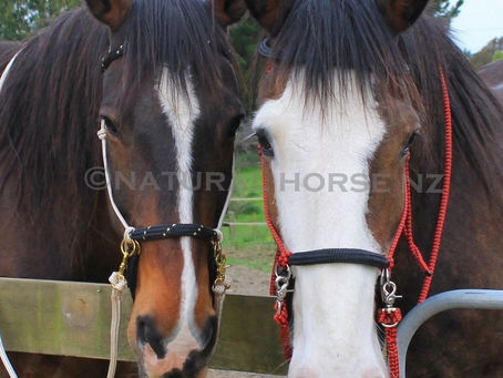 How To Fit To The Personality Of Your Horse? 