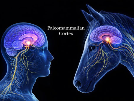 Paleomammalian Cortex and Human-Horse Connections