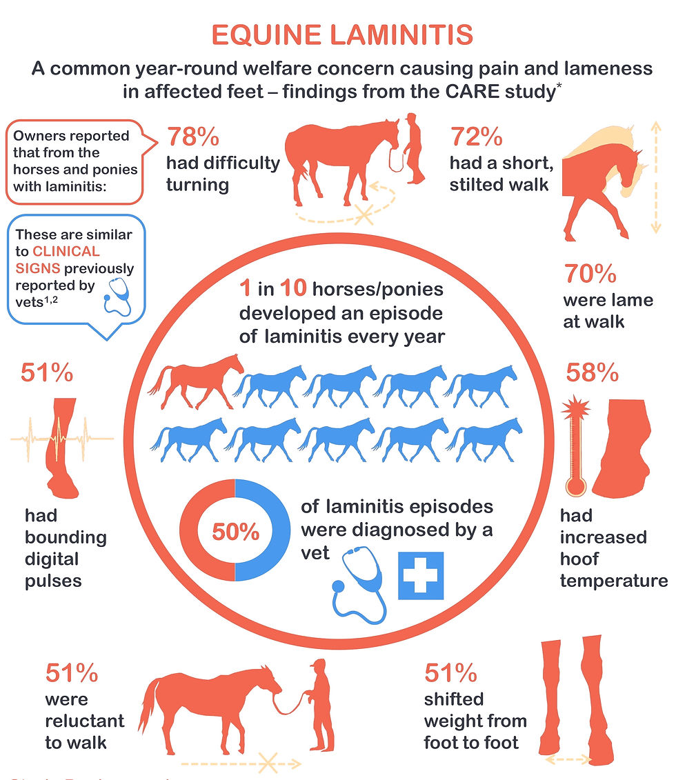 Laminitis can have a wide array of symptoms and is incredibly painful for the horse, so fast action must be taken to prevent further internal damage to the hoof.