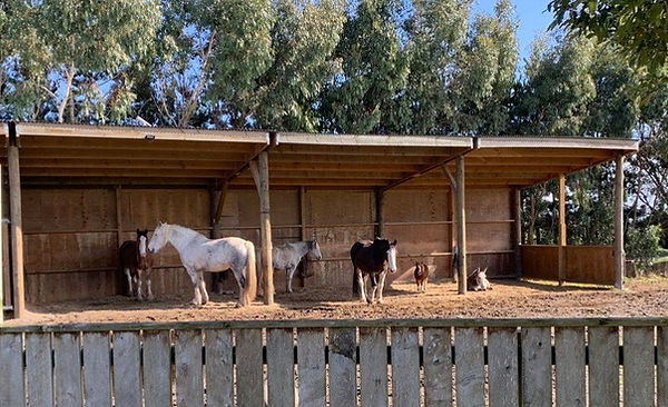 Happy, healthy horses shown in their walk in shelters-all use this diet