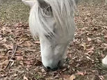Your Horse's Amazing Sense of Feel
