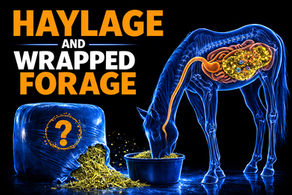 Food For Thought Horse Series-Haylage/Baleage & Fermented Grasses: Understanding Fermented Forage: