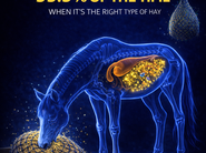 Why Hay Matters and How It Replicates the Horse’s Natural Diet