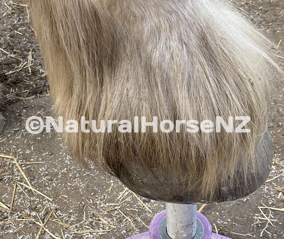 Barefoot Trimming For Horses
