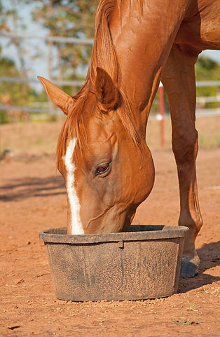 Safe Horse Feeding Plan -Affordable and Easy For All Horses