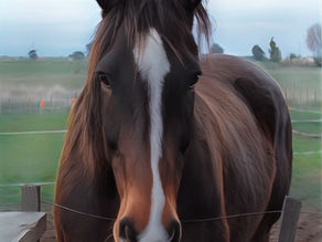Cats, Tears, Horses and Birds