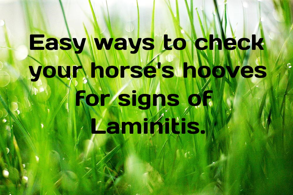 Laminitis in Horse's, Ponies and Donkey's and How to Check For It www