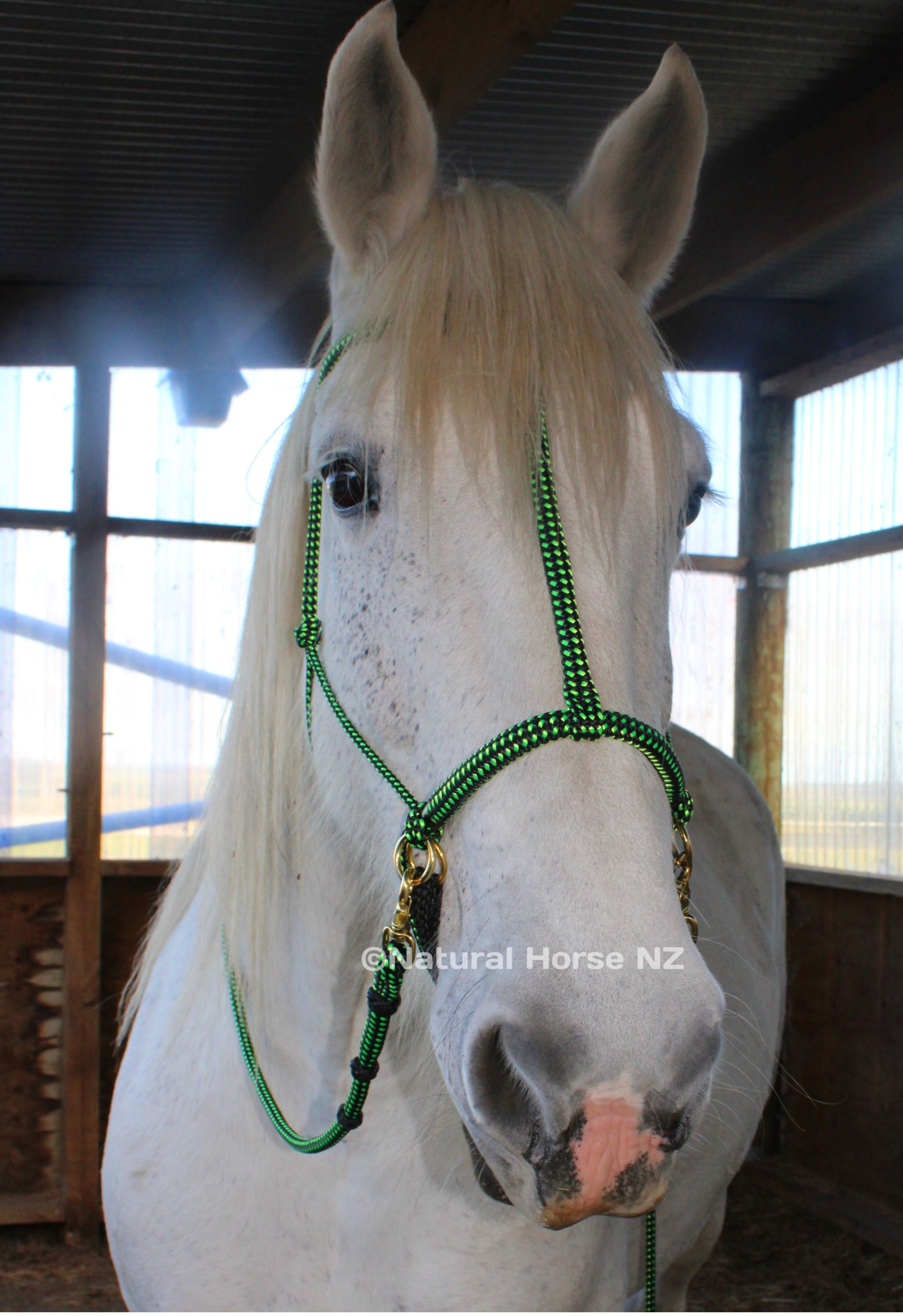 Bitless War Bridle & Reins