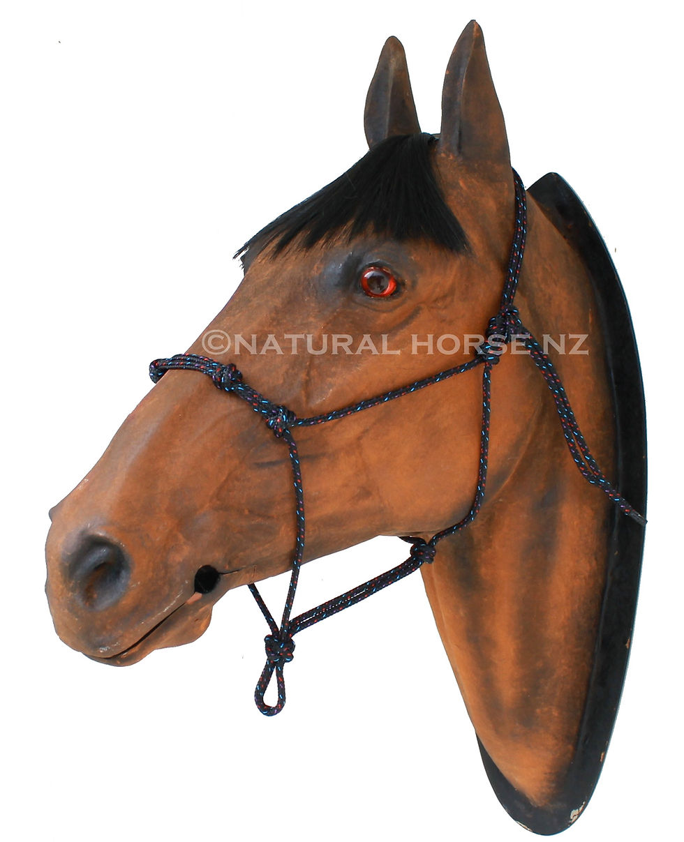 Thumbnail: 4 Knot Noseband Halter
