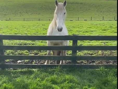 Horse Behaviour-Reading Facial Expressions