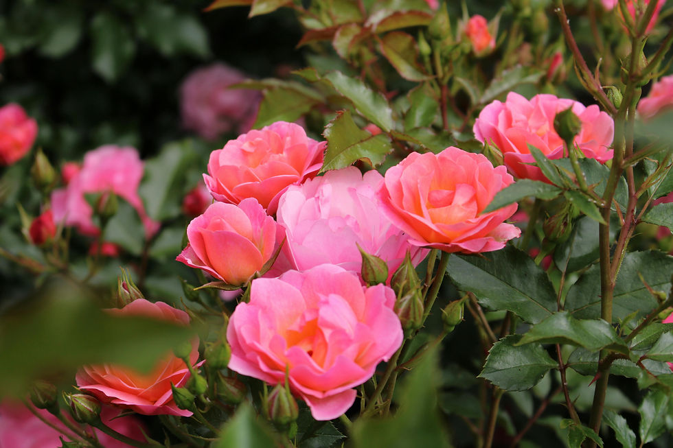 pexels-alex-ohan-204757441-29682623