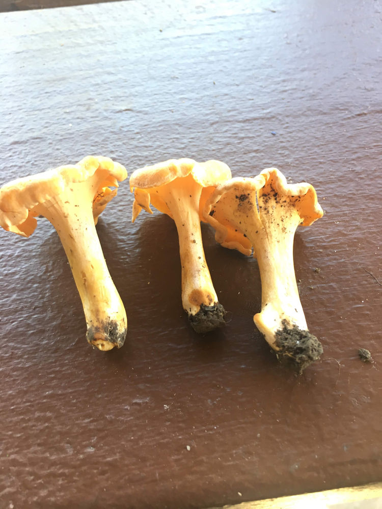 Chanterelle Trumpet Mushrooms A Choice Wild Edible