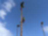 DIY Tree Work vs. Hiring a Professional Tree Service in San Diego