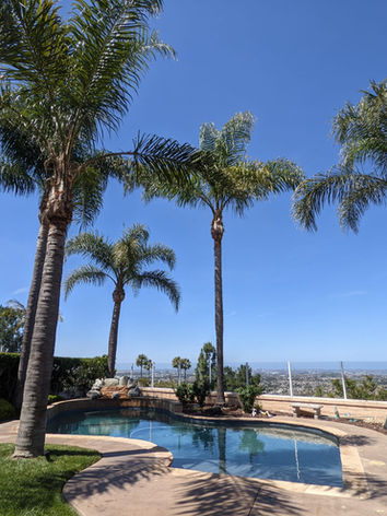San Diego palm tree trimming around pool with clean backyard and city view
