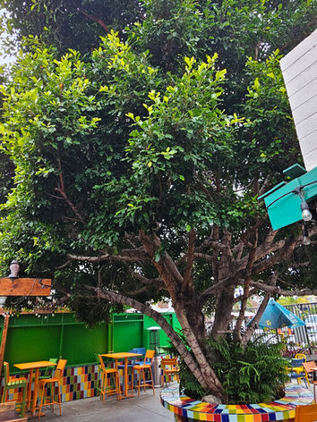 Large overgrown Ficus tree inside the colorful outdoor dining area at Johnny Mañana’s restaurant in Oceanside, San Diego, before professional pruning service.