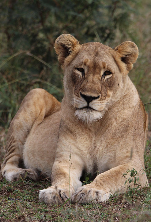 lioness
