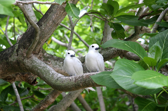 Goelettes_blanches.Copyright.NathalieM.j
