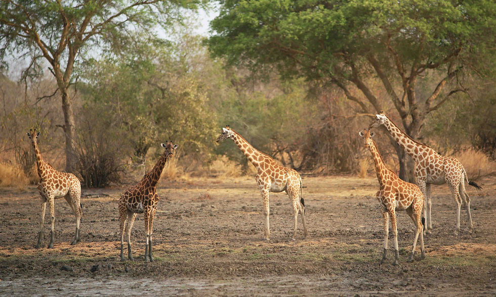 Girafes.ZakoumaBruce