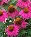 Echinacea/Cone Flower 8"/Squat Pot