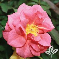 Thumbnail: Grand Champion Rose 1GAL/8"