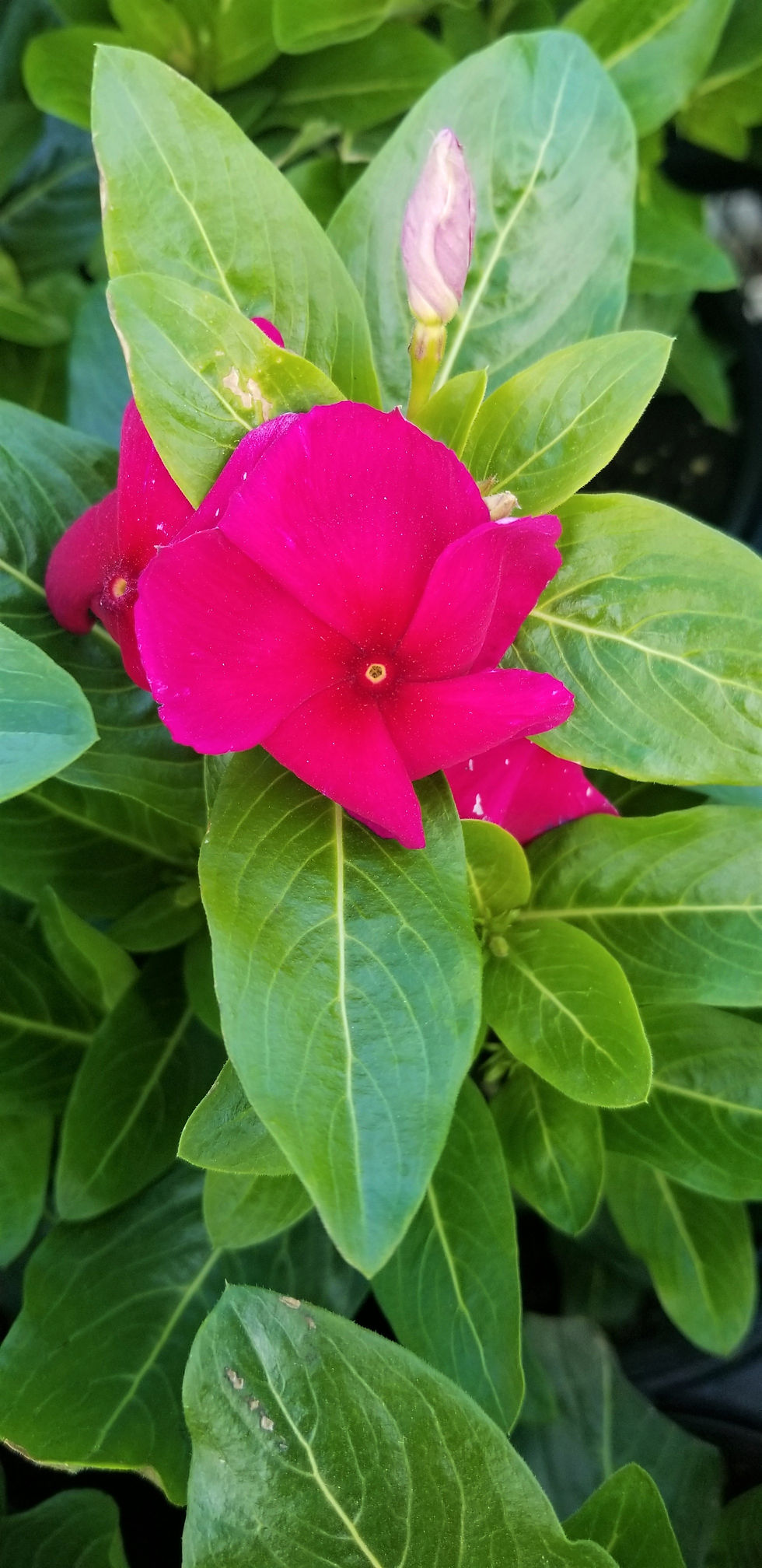 Thumbnail: Vinca Cora 4.5"  QT-Basic Annual