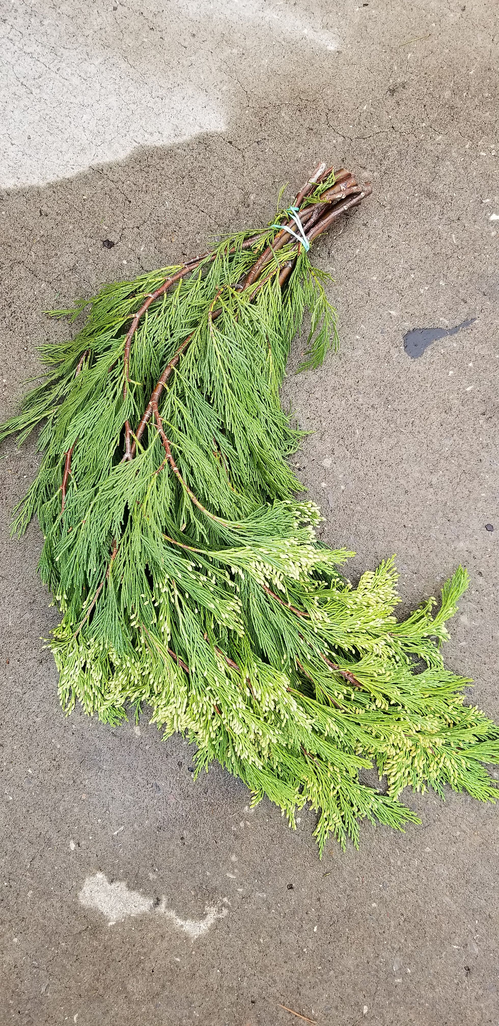Thumbnail: Fresh Cut Fraser Fir Bunch