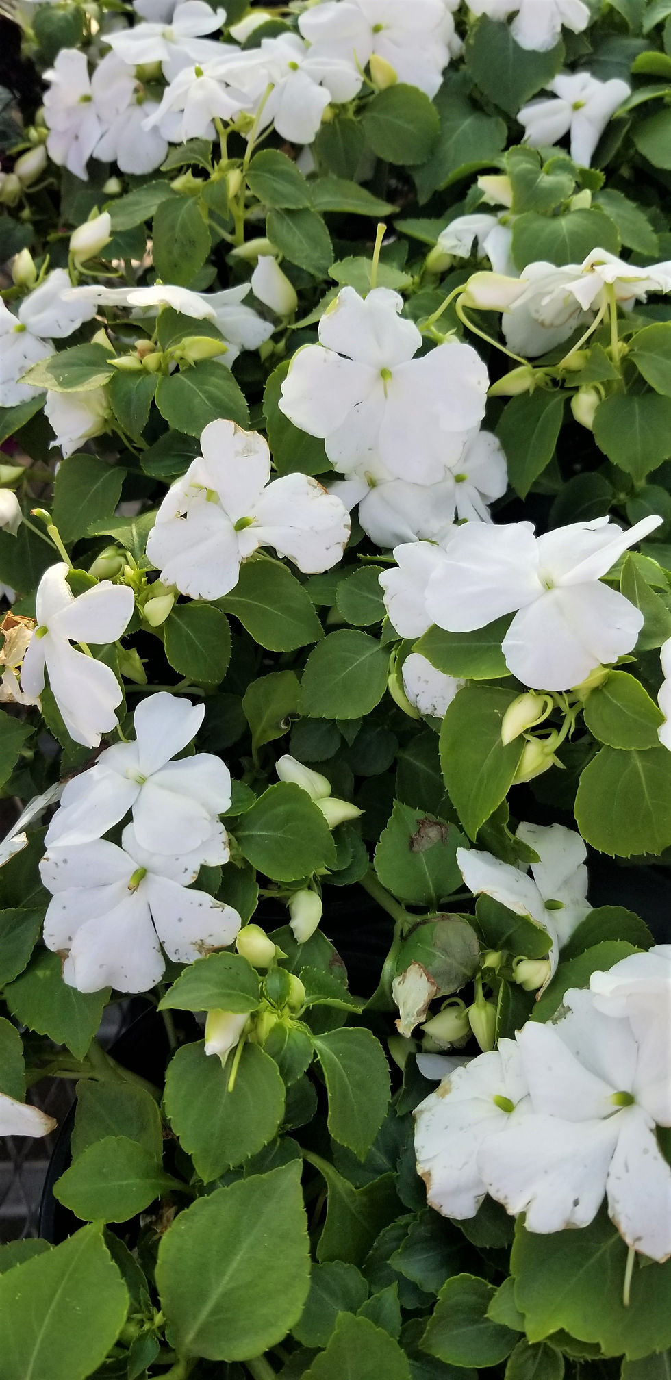 Thumbnail: Annual Bedding Plant Tray for Shade- 18-4" plants per tray
