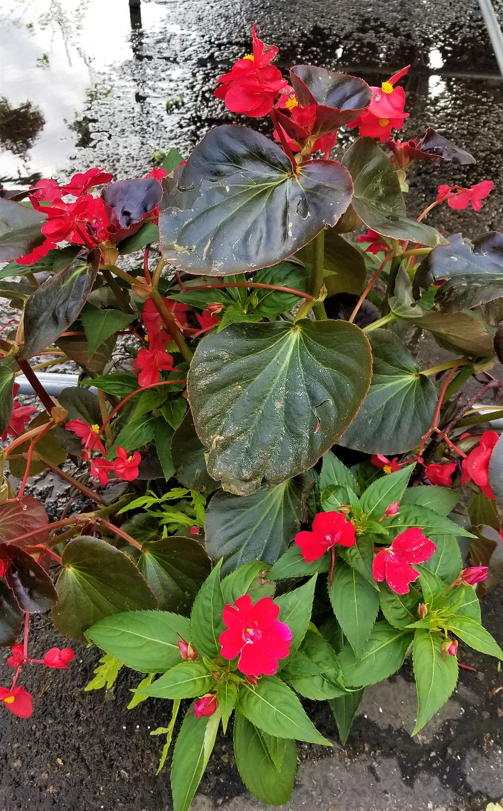 Thumbnail: Combo Mixed Sun Annuals 12" Patio Pot