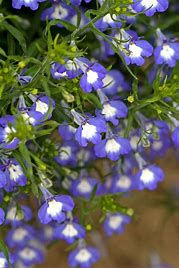 Thumbnail: Annual Bedding Plant Tray for Shade- 18-4" plants per tray
