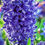Thumbnail: Hyacinths 6 count bag