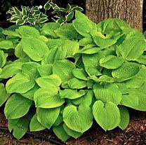 Thumbnail: Hosta Asst Perennial 3Gal