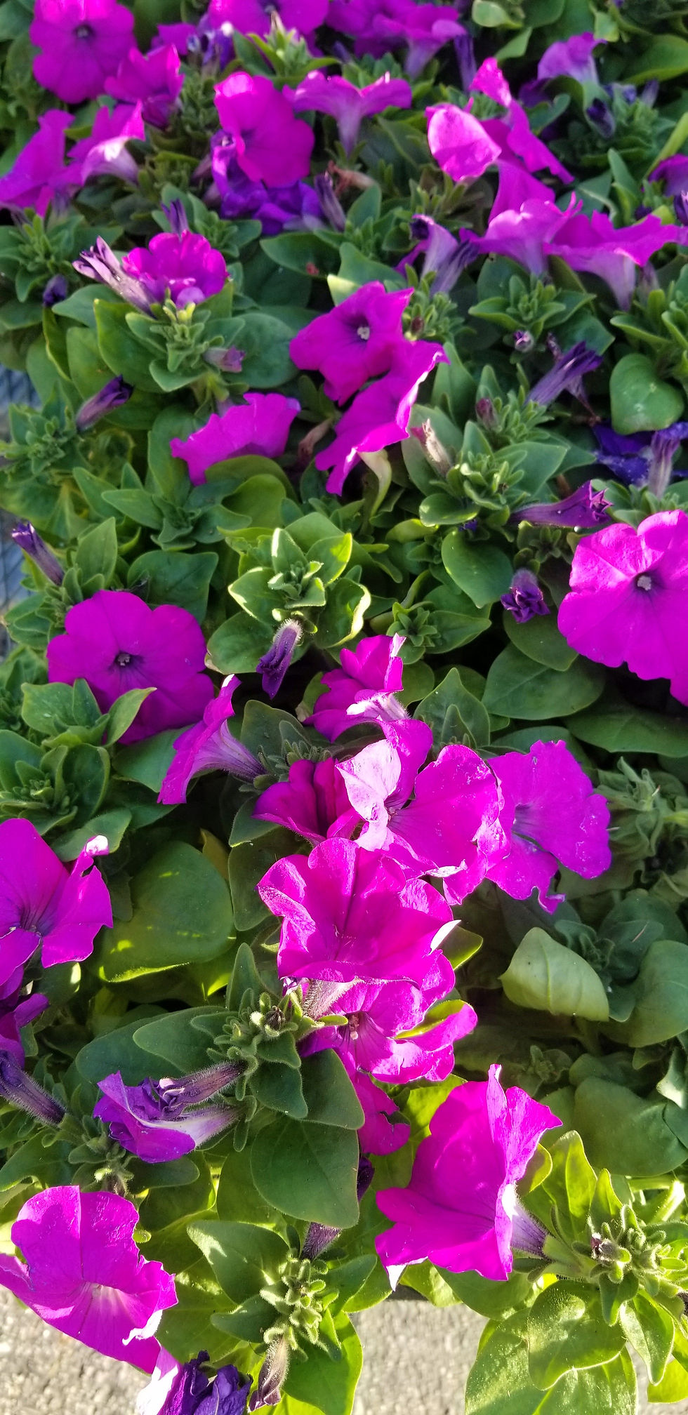 Thumbnail: Petunia Pretty Grand Annual 8"/Squat Pot