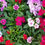 Thumbnail: Dianthus Annual Bedding Plant Tray-Sun
